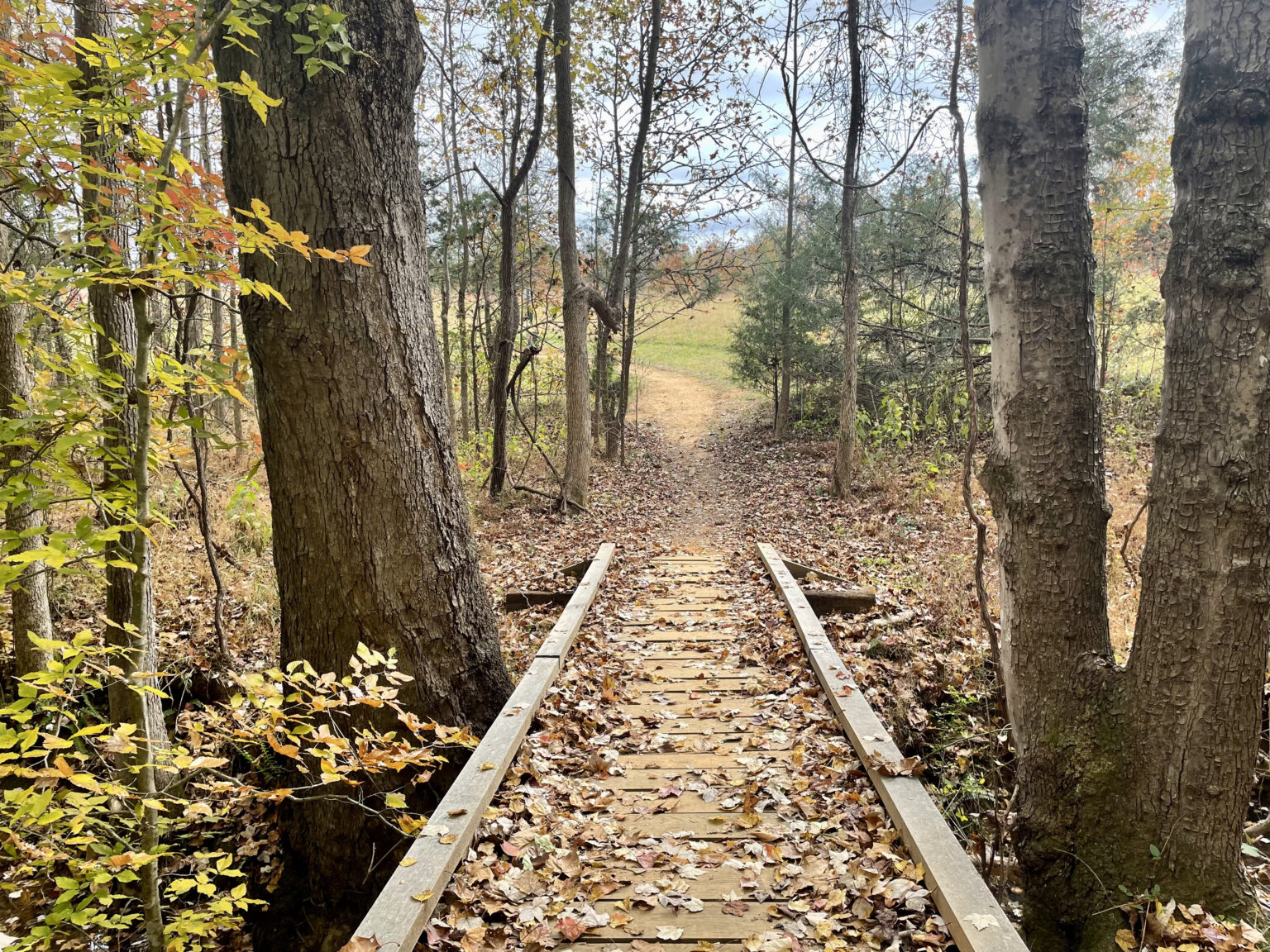 The Mebane Scoop Tennis Shoes and UV Rays Exploring Cate's Farm Park